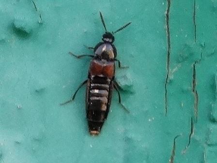   (Philonthus suturalis),        .  