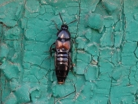   (Philonthus suturalis),        .  