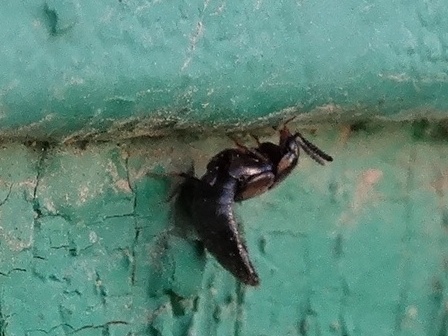   (Philonthus suturalis),        .  