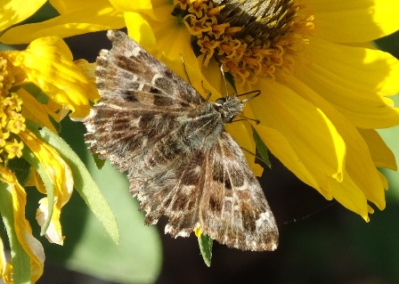   (Carcharodus alceae),   (Pyrgus malvae)      .  