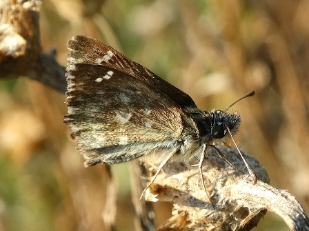   (Carcharodus alceae),   (Pyrgus malvae)      .  