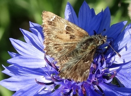   (Carcharodus alceae),   (Pyrgus malvae)      .  