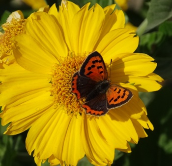  ,   (Lycaena phlaeas),   (Lycaena polaris)      .  