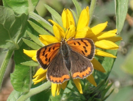 ,   (Lycaena phlaeas),   (Lycaena polaris)      .  