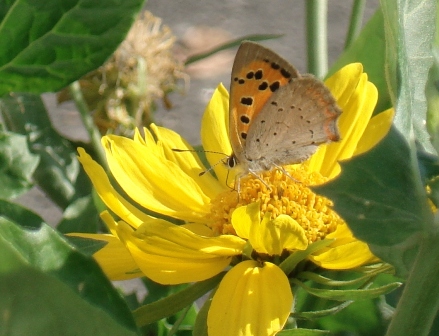  ,   (Lycaena phlaeas),   (Lycaena polaris)      .  