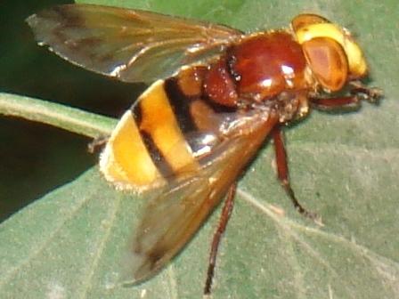   (Volucella inanis)      .  