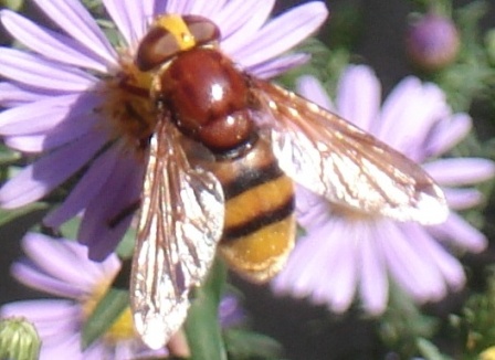   (Volucella inanis)      .  