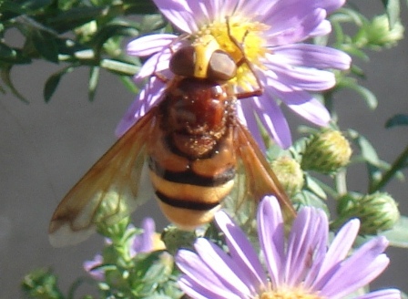   (Volucella inanis)      .  