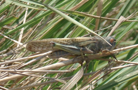 Перелётная саранча (Locusta migratoria) Краткое описание и ...