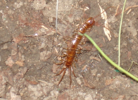   (Lithobius forficatus),        .  