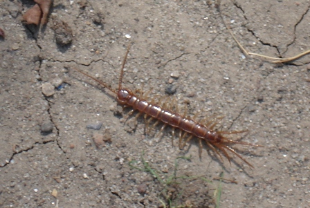   (Lithobius forficatus),        .  