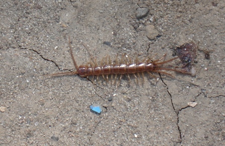   (Lithobius forficatus),        .  