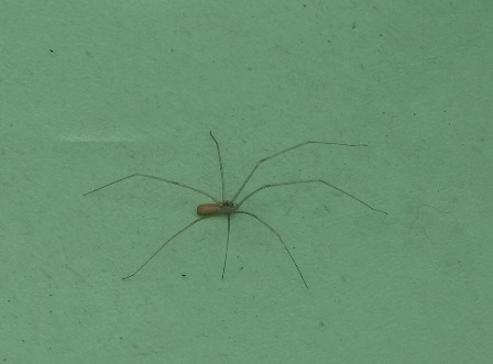   (Pholcus phalangioides),  , -, -      .  