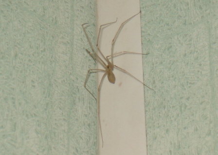   (Pholcus phalangioides),  , -, -      .  