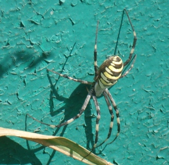   (Argiope Brunnichi),   ,      .  