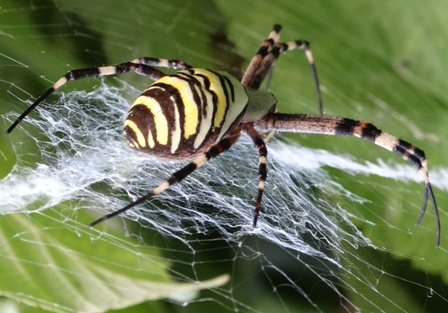   (Argiope Brunnichi),   ,      .  