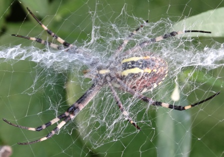   (Argiope Brunnichi),   ,      .  