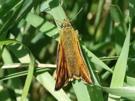   (Ochlodes sylvanus),  (Ochlodes faunus)      .  