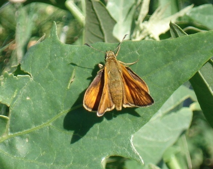   (Ochlodes sylvanus),  (Ochlodes faunus)      .  