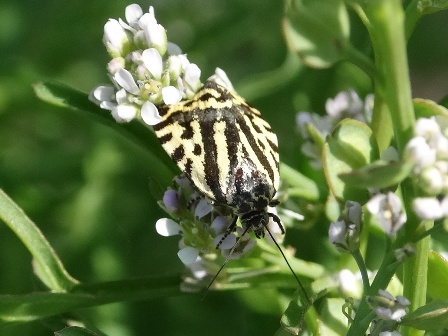   (Emmelia trabealis)      .  