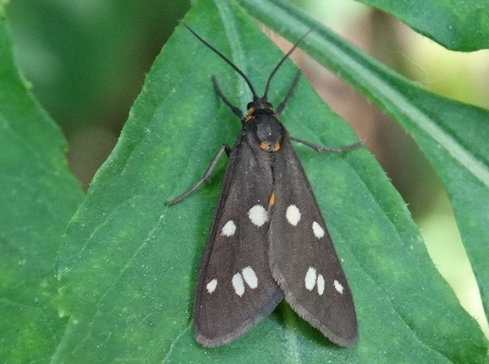   (Dysauxes punctata),        .  