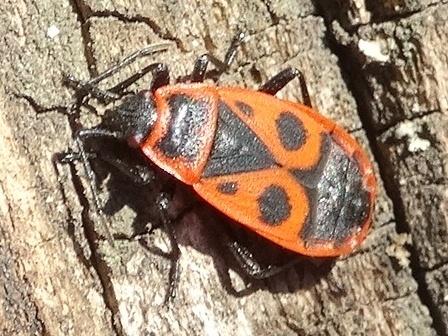   (Pyrrhocoris apterus),        .  