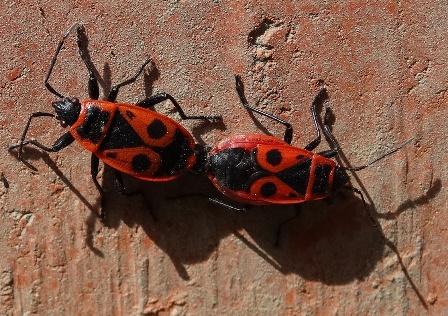   (Pyrrhocoris apterus),        .  