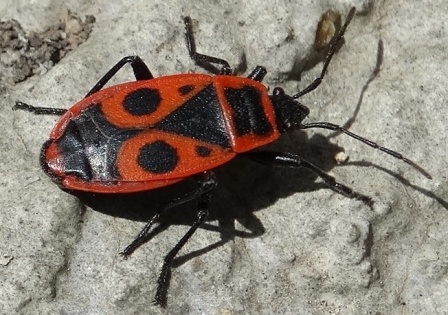   (Pyrrhocoris apterus),        .  