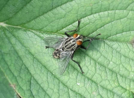    (Bercaea haemorrhoidalis)      .  