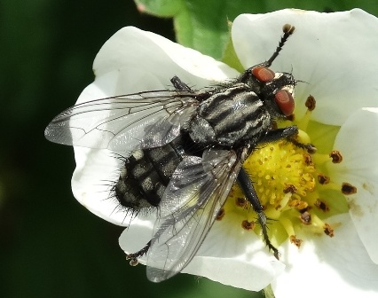    (Bercaea haemorrhoidalis)      .  