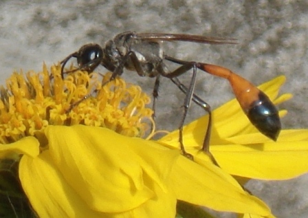   (Ammophila sabulosa),        .  