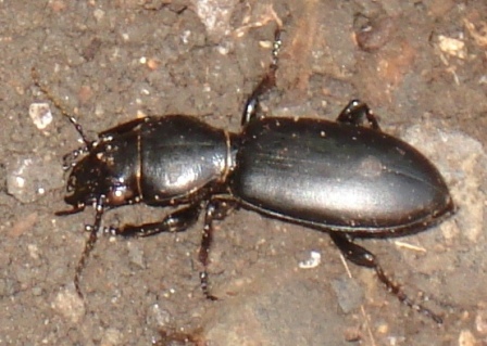   (Broscus cephalotes),  ,        .  