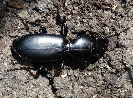   (Broscus cephalotes),  ,        .  