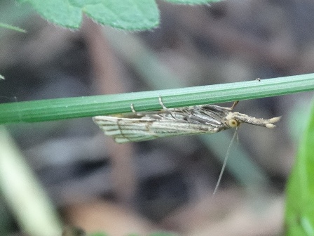   (Chrysocrambus craterella)      .  