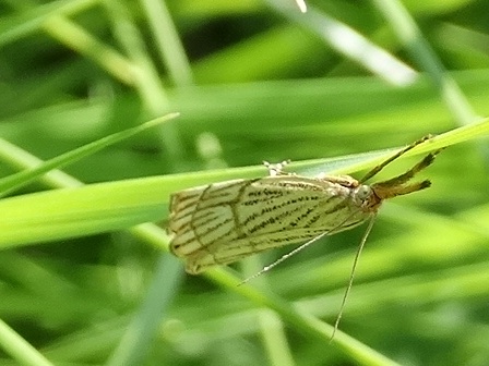   (Chrysocrambus craterella)      .  