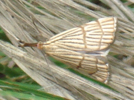   (Chrysocrambus craterella)      .  