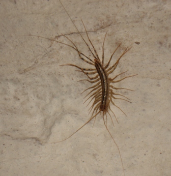   (Scutigera coleoptrata),        .  