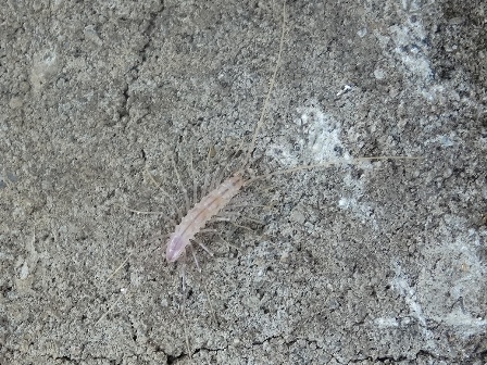   (Scutigera coleoptrata),        .  