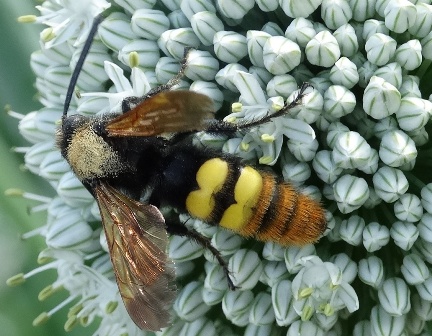 - (Megascolia maculata),   (scolia maculata)      .  