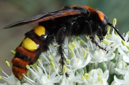 - (Megascolia maculata),   (scolia maculata)      .  