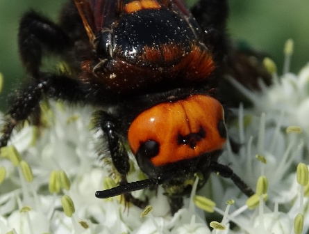 - (Megascolia maculata),   (scolia maculata)      .  