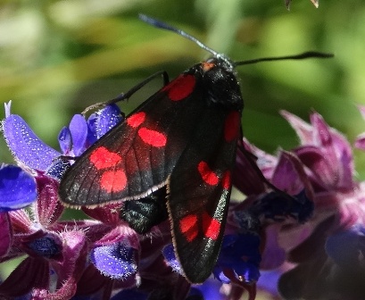   (Zygaena filipendulae),  ,  ,         .  