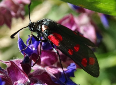   (Zygaena filipendulae),  ,  ,         .  