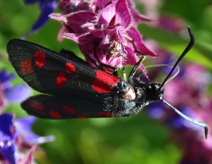   (Zygaena filipendulae),  ,  ,         .  