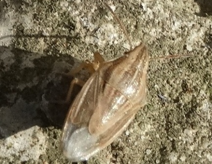  , (Aelia acuminata)      .  