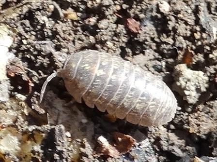 -  (Armadillidium vulgare),        .  