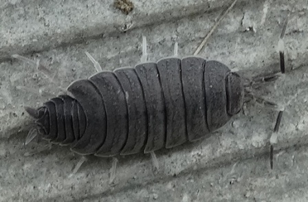 -  (Armadillidium vulgare),        .  