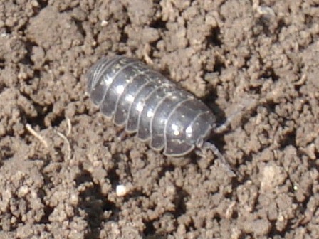 -  (Armadillidium vulgare),        .  