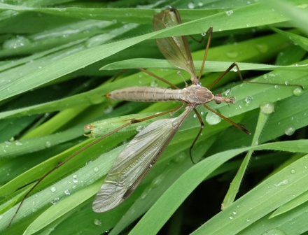 - (Tipula paludosa),        .  