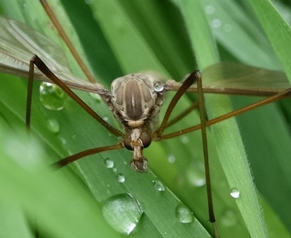 - (Tipula paludosa),        .  